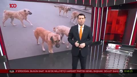 Hayvana Şiddet, Seri Katilliğin Başlangıcı Mı? | TV100 | Prof. Dr. Sevil Atasoy